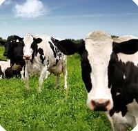 Animal_Feeds