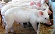 Pigs_Starter