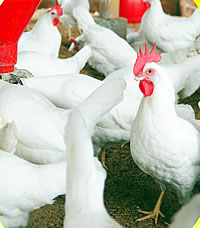 Poultry