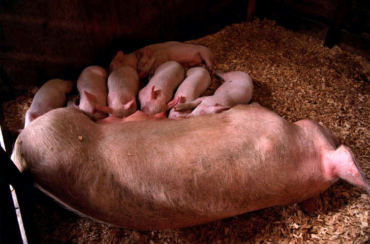 Sow_Weaner_Mother